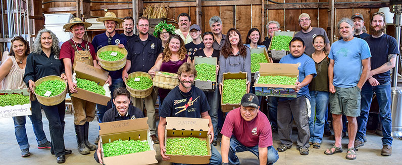 North Coast Brewing Employees hand-processing locally grown hops