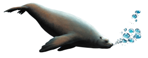 Sea lion