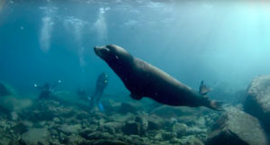 Through the creation of the Marine Mammal Fund, North Coast Brewing has pledged to support marine mammal research and rescue conducted in coastal areas throughout the Pacific.