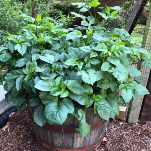 Veggies growing in half-barrel planter