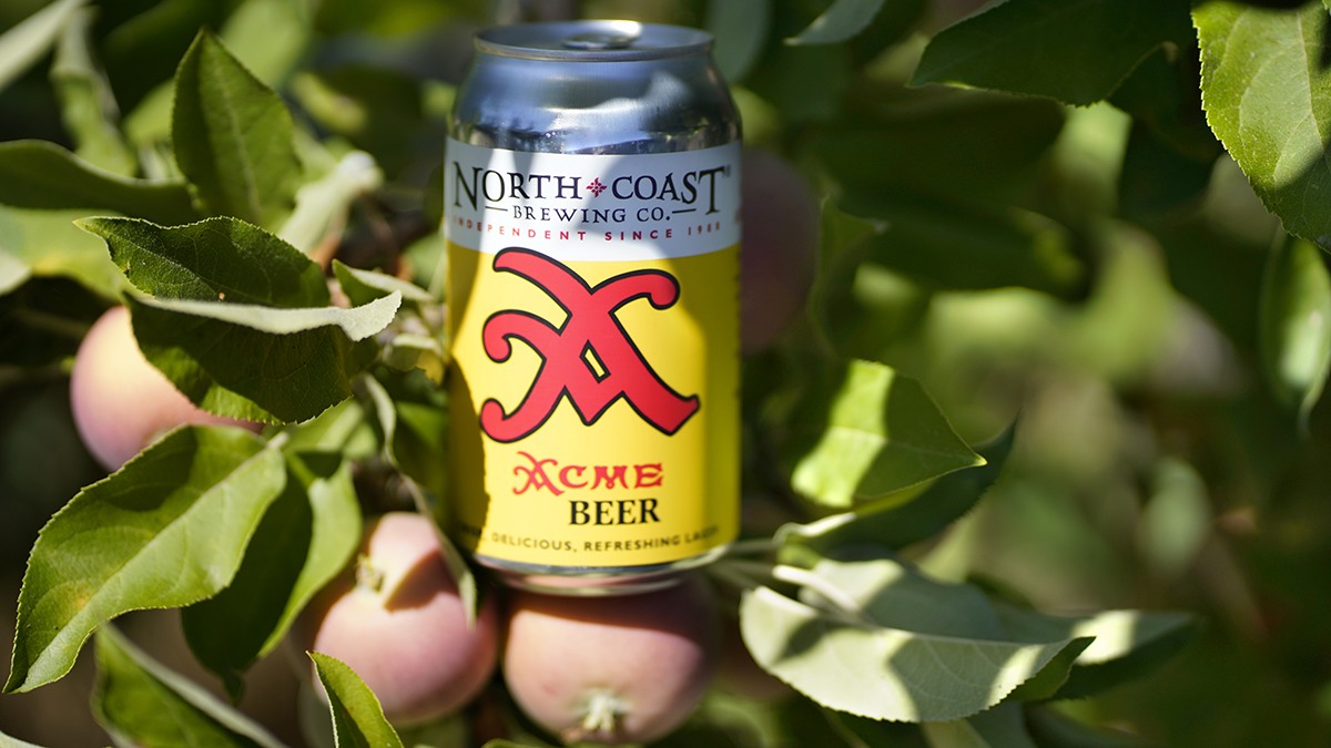  A can of Acme Beer resting in an apple tree with apples on a sunny day.