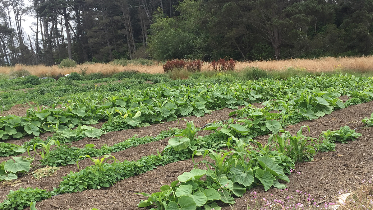 A field of crops sustainably grown with spent grain compost.