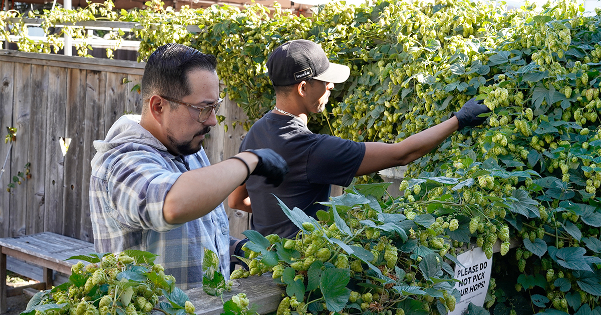 Obed Salazar and Cuco Huerta picking hops at the NCBC Pub patio.